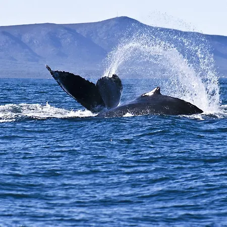 On Whale Rock Appartement Hermanus Buitenkant foto