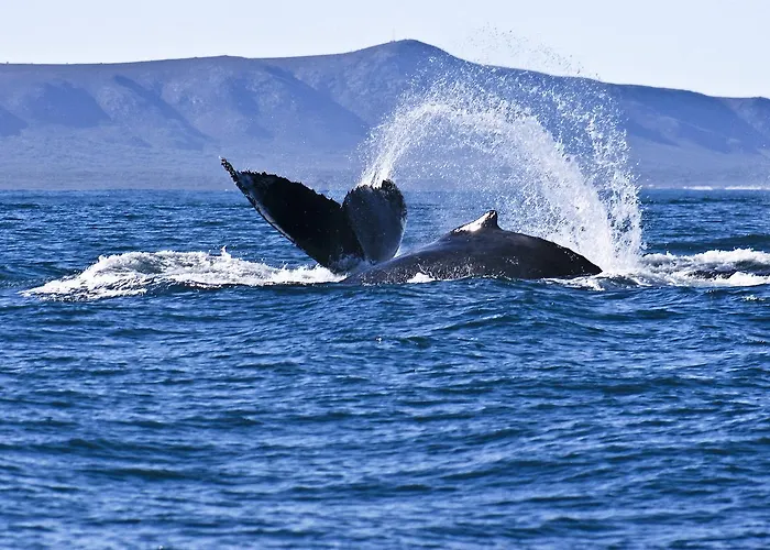 On Whale Rock